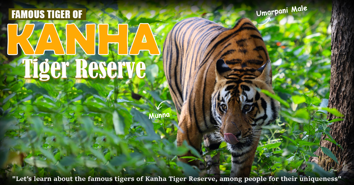 Famous Tigers of Kanha Tiger Reserve