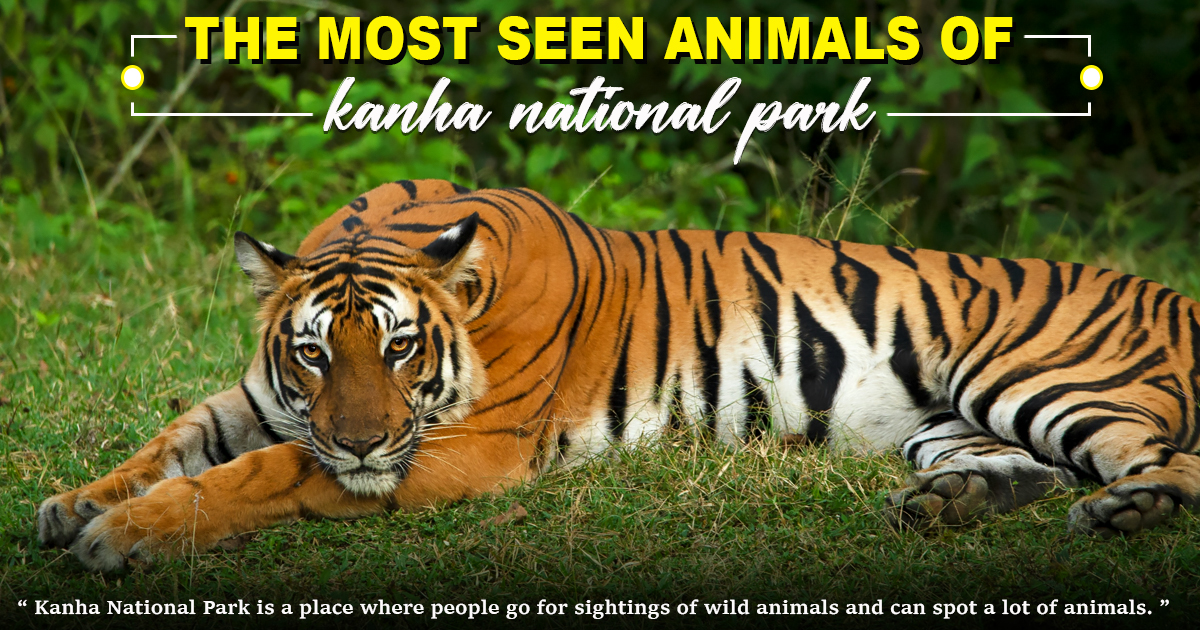 The Most Seen Animals of Kanha